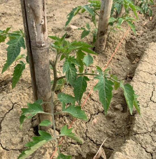 בית מלון כפרי Cascina Domina