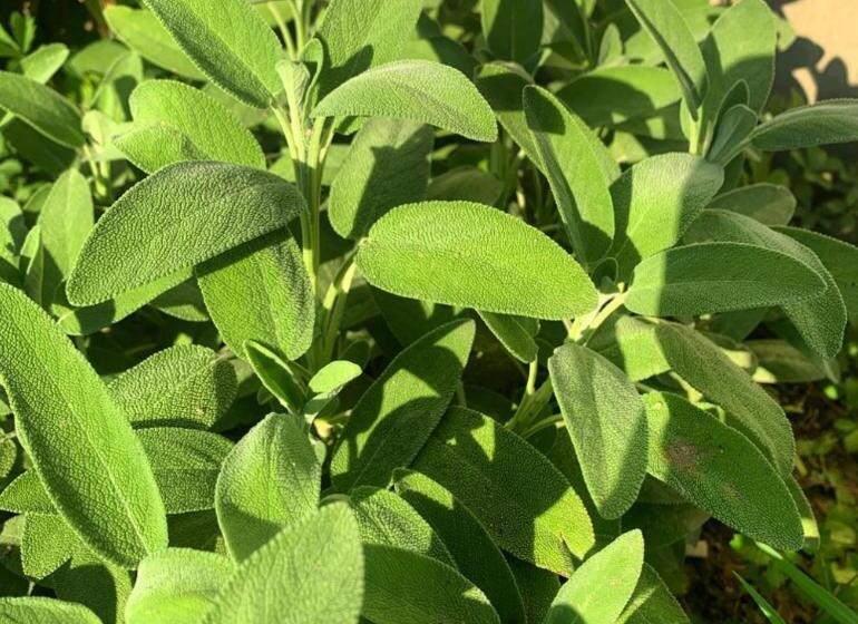 בית מלון כפרי Cascina Domina