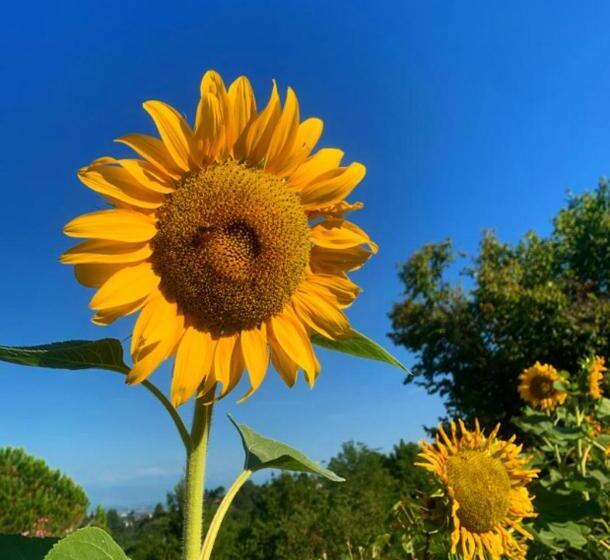 בית מלון כפרי Cascina Domina