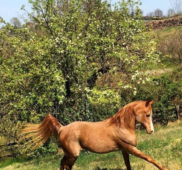 בית מלון כפרי Cascina Domina