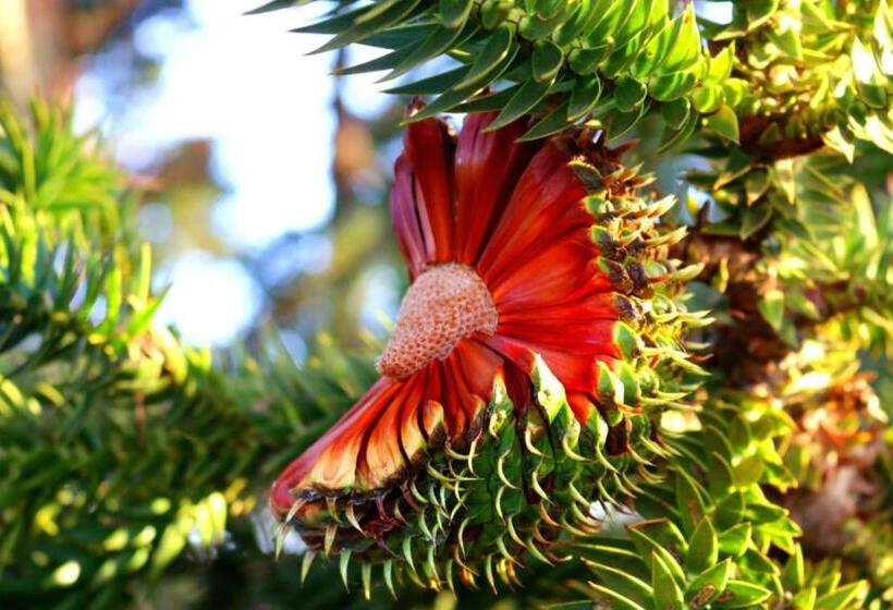 펜션 Refúgio Fortal