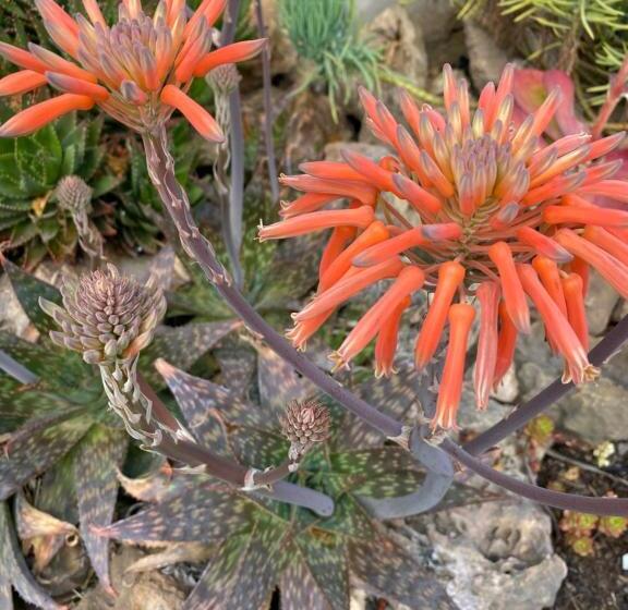 민박 Adamah Vayu Casa Serenida