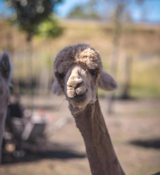 צימר Boris & Barney