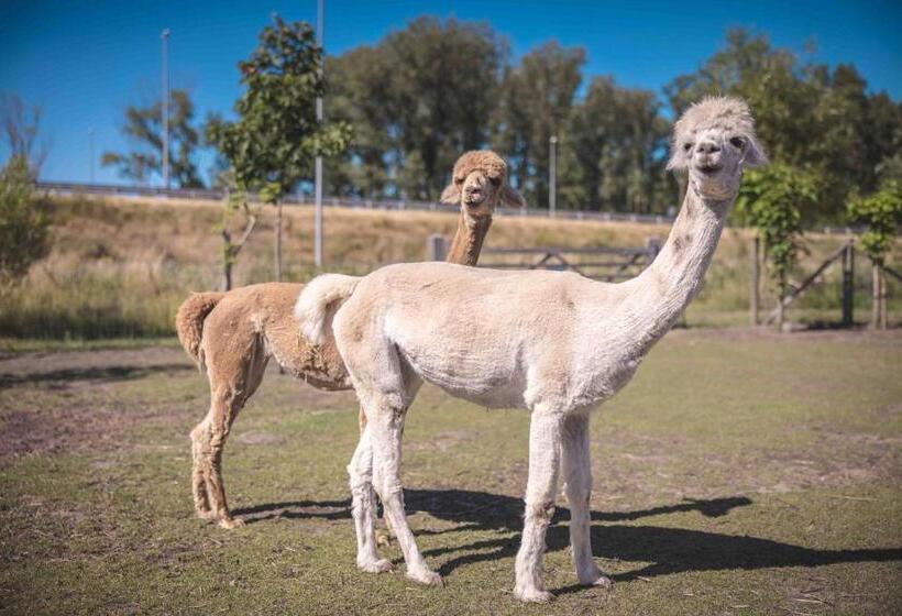 צימר Boris & Barney