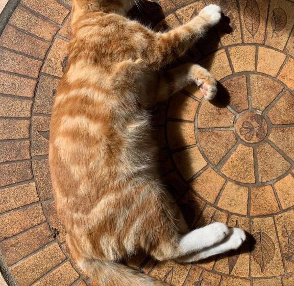 مبيت وإفطار Eyhera Perkain