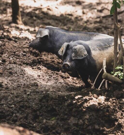 تختخواب و صبحانه Weingut Peter Grill