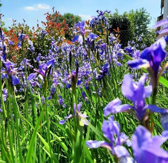 Hallerbos B&b In Bluebell Forest