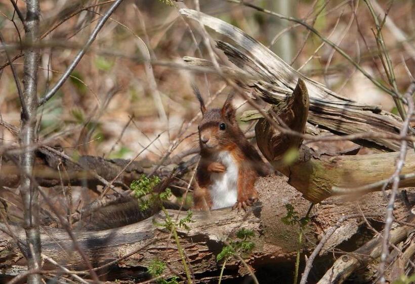 Hallerbos B&b In Bluebell Forest