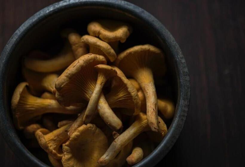 Hallerbos B&b In Bluebell Forest