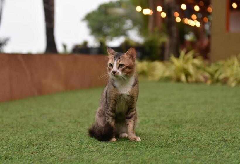 בית מלון כפרי Amadi Beach Front Resort