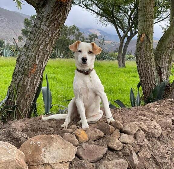 هتل La Finka Cajamarca