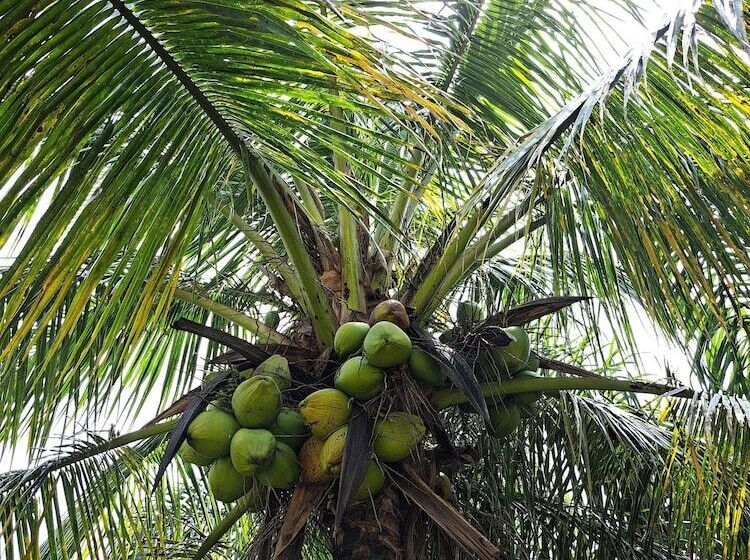 هتل Liberdade Búzios