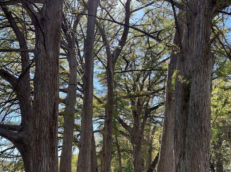 فندق Seven Bluff Cabins