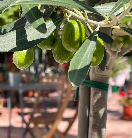 פנסיון Hencz Vendégház