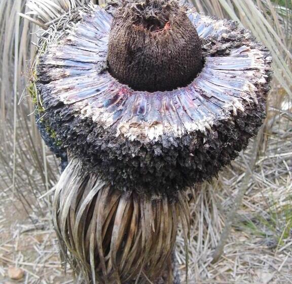 膳宿费 Wedgetaildown