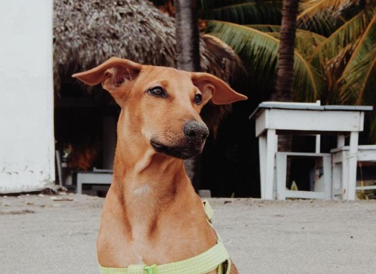호스텔 Casita De Playa Bomalu