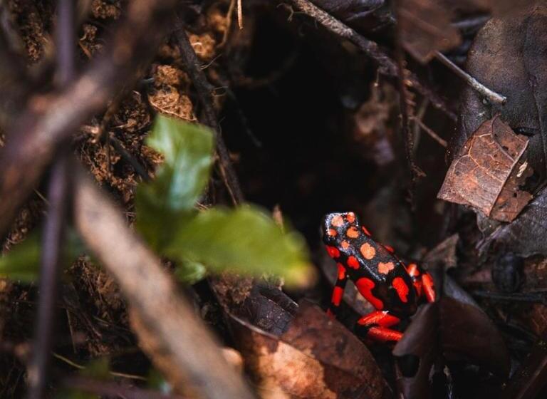 Отель Ostional River