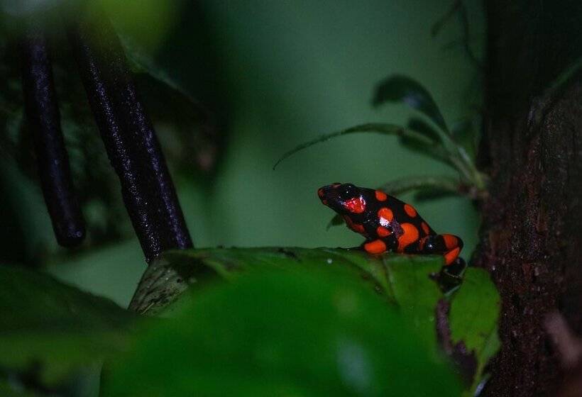 Отель Ostional River