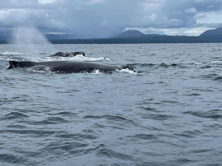 Отель Ostional River