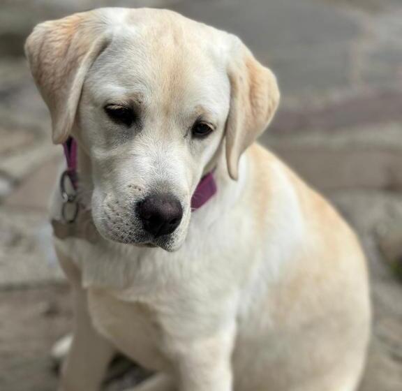 בית מלון כפרי Rifugio Fornas