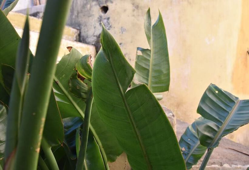 ペンション Gato Azul   Coliving