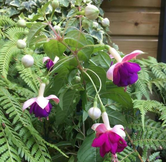 Пансион La Foulonnière De Neuville