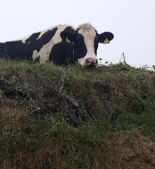 بنسيون The Lookout