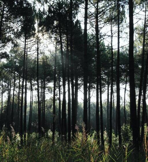 צימר Alma Libre Yoga & Surf House