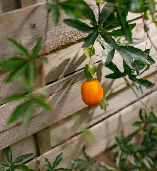 צימר Alma Libre Yoga & Surf House