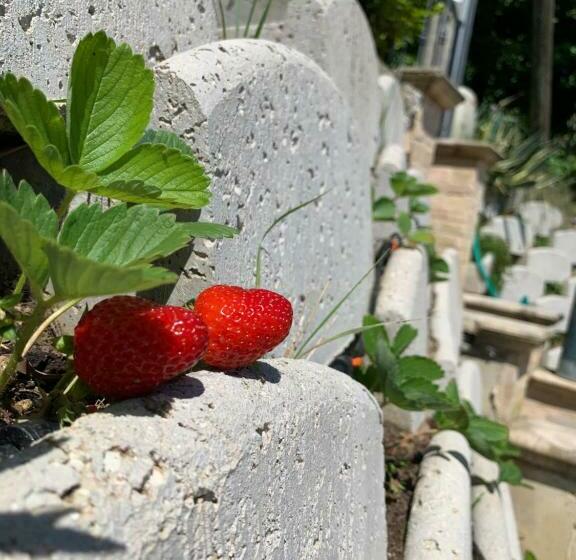 Bed and Breakfast Casa Sofia