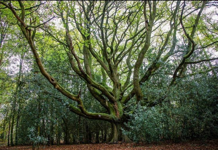 צימר L Hôtié De Brocéliande à Paimpont, Au Coeur Des Sites Naturels Et Légendaires