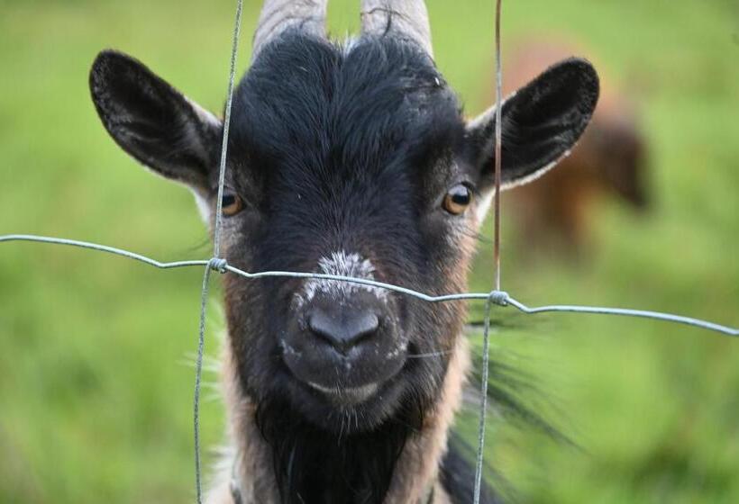 צימר L Hôtié De Brocéliande à Paimpont, Au Coeur Des Sites Naturels Et Légendaires