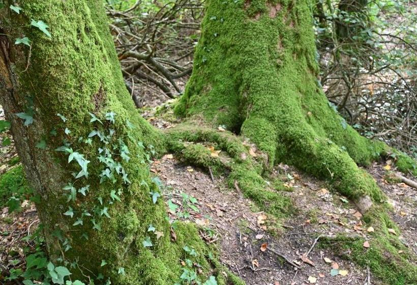צימר L Hôtié De Brocéliande à Paimpont, Au Coeur Des Sites Naturels Et Légendaires
