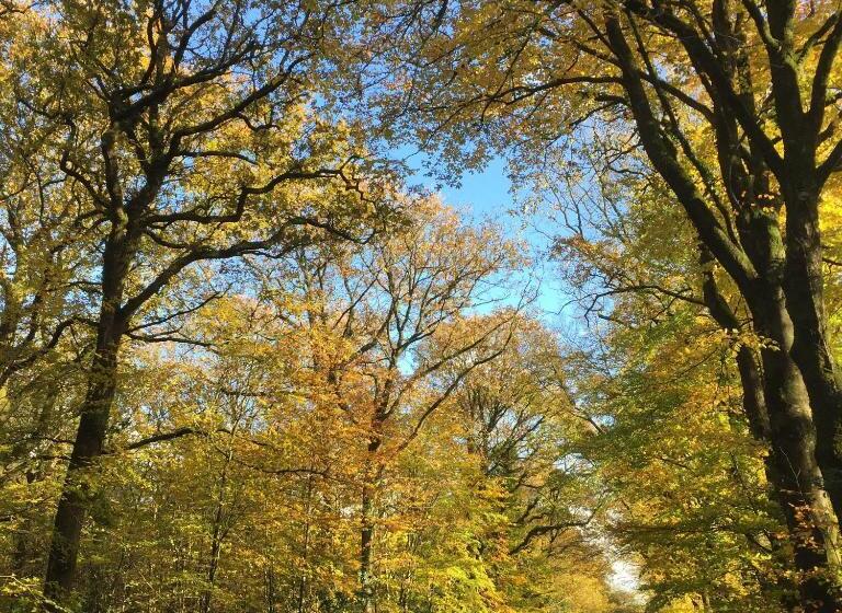 צימר L Hôtié De Brocéliande à Paimpont, Au Coeur Des Sites Naturels Et Légendaires