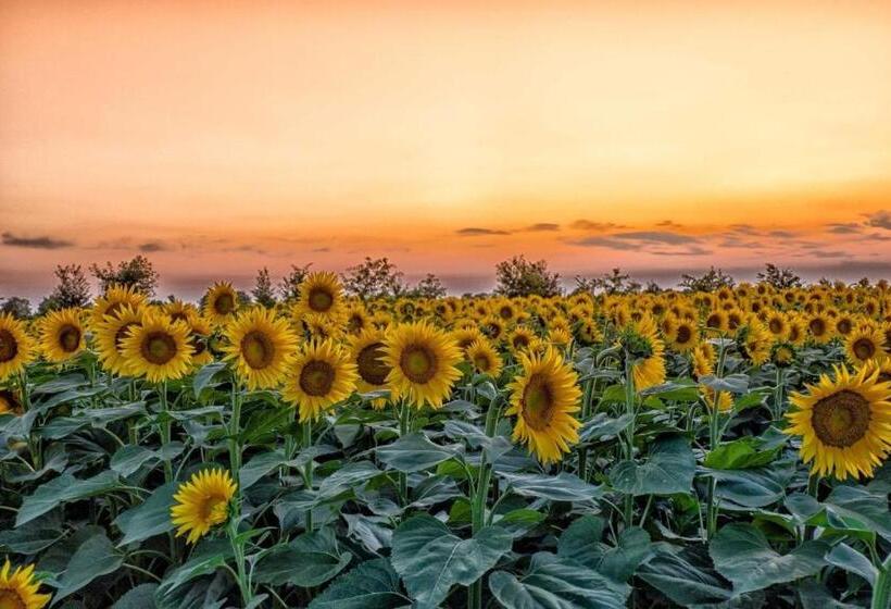 مبيت وإفطار La Zia Acida
