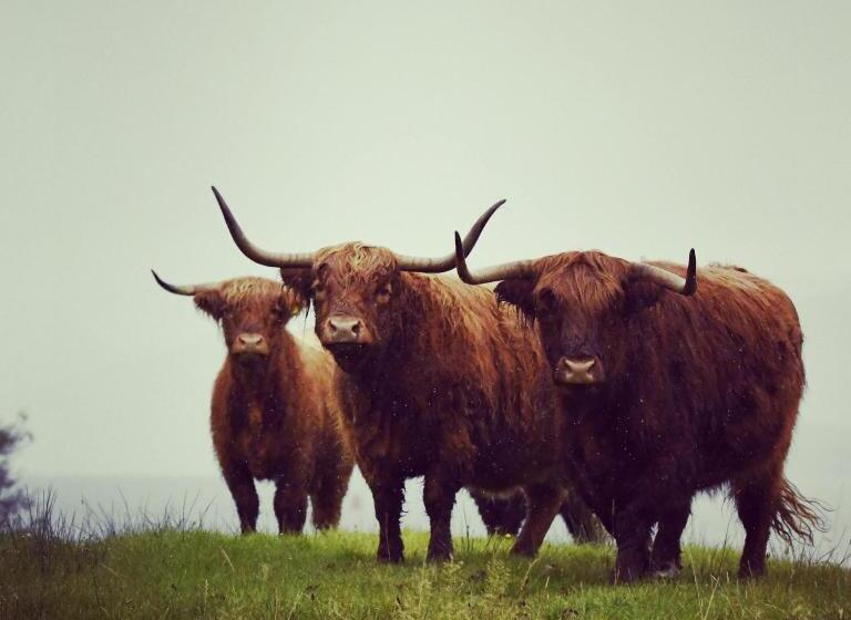 Bed and Breakfast Lochview Guesthouse