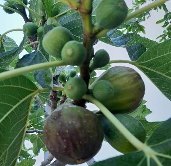 مبيت وإفطار Lu Masunu