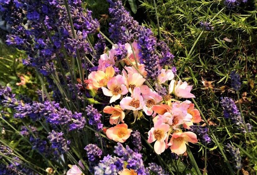 مبيت وإفطار Timo E Rosmarino