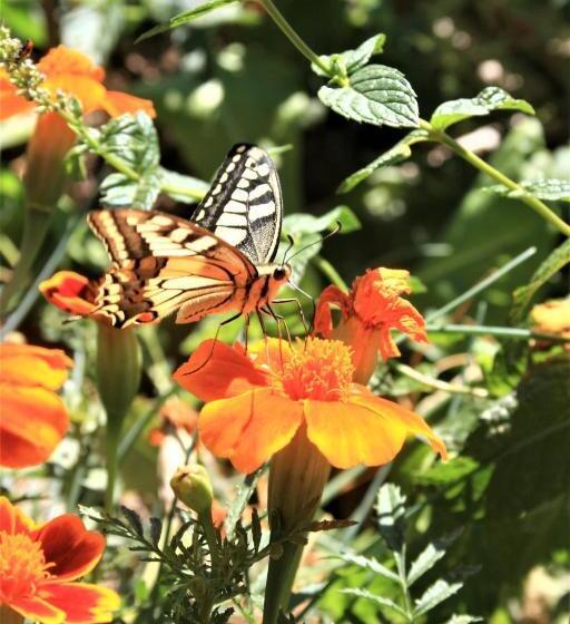 مبيت وإفطار Timo E Rosmarino