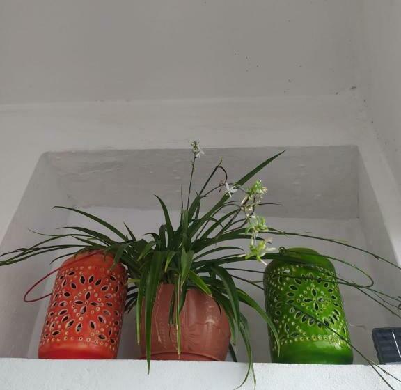 بنسيون La Lectora