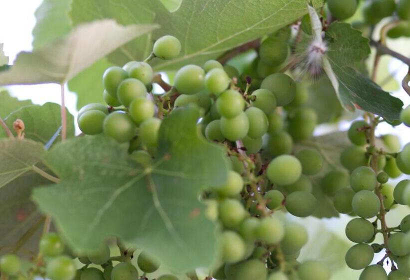 펜션 Vila Toate Panzele Sus