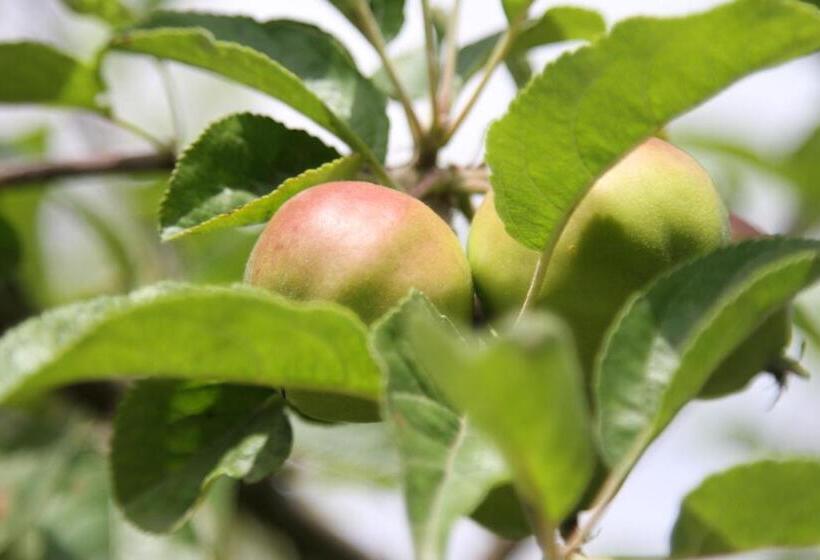 펜션 Vila Toate Panzele Sus