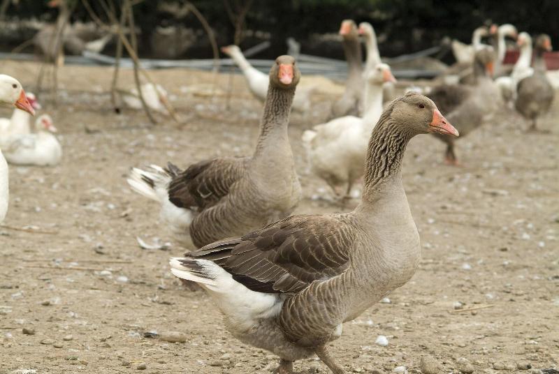 Agriturismo Cascina Madonnina