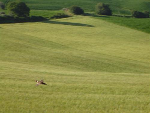 Agriturismo Il Colombaiolo