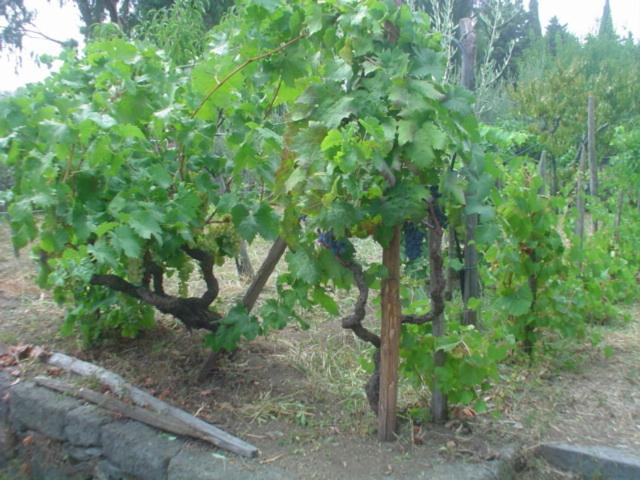 مبيت وإفطار Il Vigneto