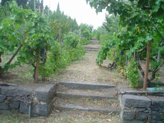 مبيت وإفطار Il Vigneto