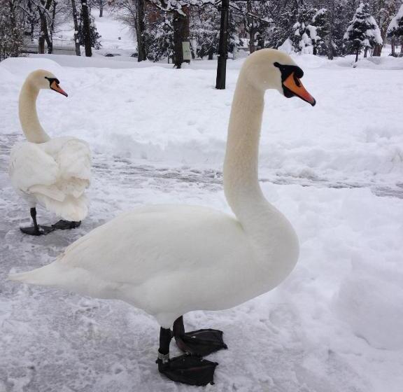 هتل Apartments Rooms Kocijancic