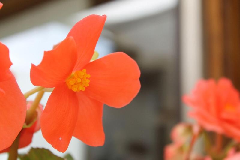 酒店 Le Continental