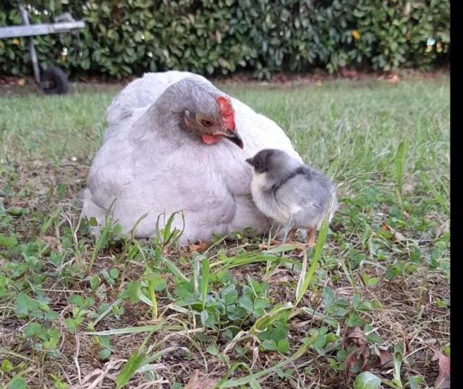 ベッドアンドブレックファースト Escale Chambre D Hôtes Au Coeur Du Vieux Profondeville Entre Namur Et Dinant