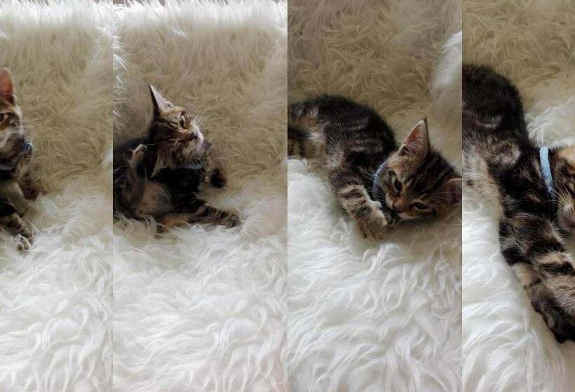 Bed and Breakfast La Malposte